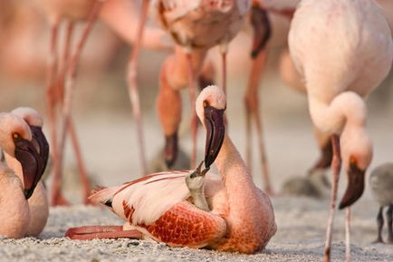 Pembe Kanatlar: Flamingolarin Gizemi Fotoğrafları 17