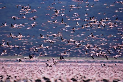 Pembe Kanatlar: Flamingolarin Gizemi Fotoğrafları 10