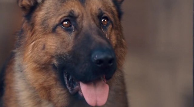 Rin Tin Tin fotoğrafı Rin Tin Tin fotoğrafı