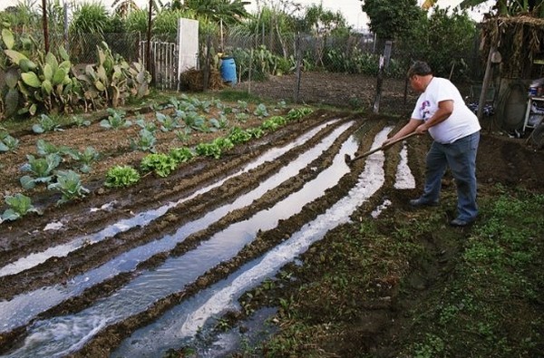 The Garden Fotoğrafı