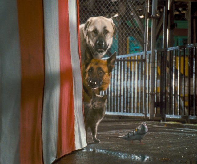 Kediler ve Köpekler Kitty Galore'un İntikamı Fotoğrafı
