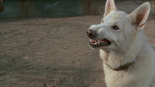 Beyaz Köpek Fotoğrafı