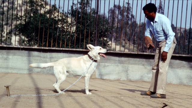 Beyaz Köpek Fotoğrafı