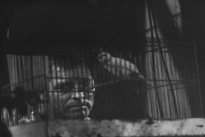 Alkatraz Kuşçusu Fotoğrafı