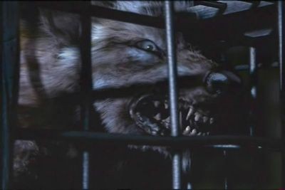 Big Bad Wolf Fotoğrafı