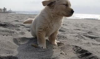 10 Promises To My Dog Fotoğrafı