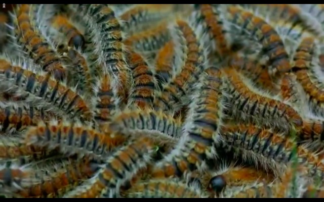 Çayırın Sakinleri fotoğrafı Çayırın Sakinleri fotoğrafı