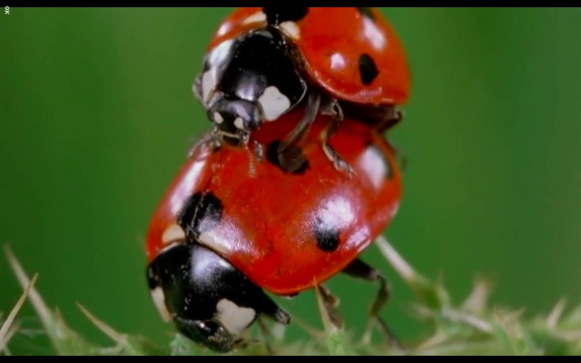 Çayırın Sakinleri Fotoğrafları 4