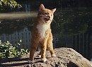 Şirinler Fotoğrafı