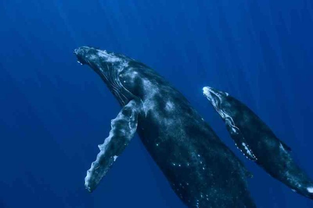 Oceans fotoğrafı
