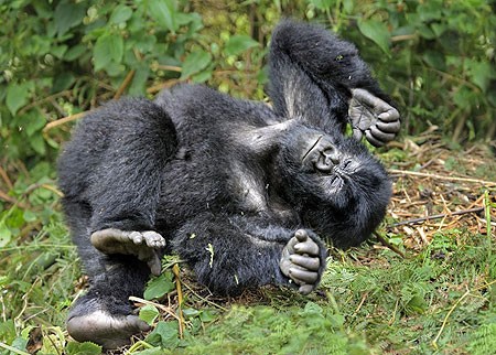 Sisteki Goriller Fotoğrafları 6