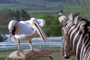 Şampiyon Zebra Fotoğrafları 0