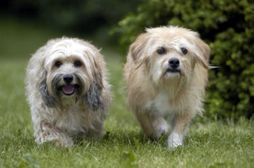 Benji: Off The Leash! Fotoğrafı