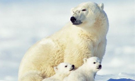 The Great Polar Bear Adventure Fotoğrafları 3