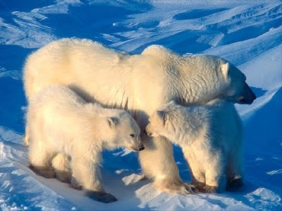 The Great Polar Bear Adventure Fotoğrafları 4