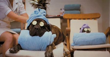 Köpek Oteli Fotoğrafı