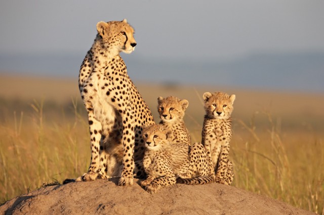 Afrika Kedileri Fotoğrafı