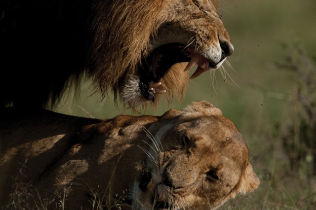 Afrika Kedileri Fotoğrafları 14