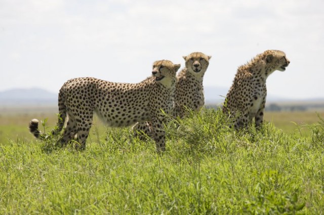 Afrika Kedileri Fotoğrafı