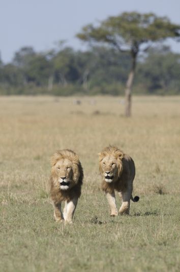 Afrika Kedileri Fotoğrafları 10