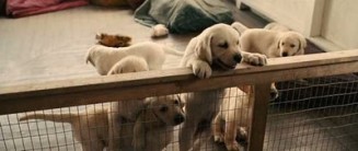 Marley ve Ben Fotoğrafı