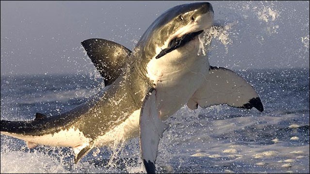 When Sharks Attack! Fotoğrafları 1