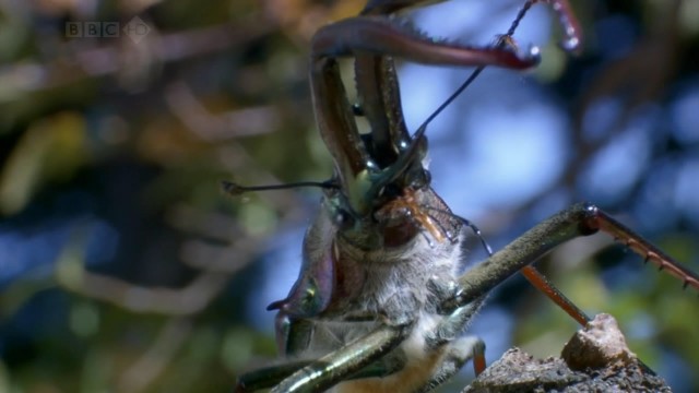 Bbc Hayat - Yaşam Mücadelesi Fotoğrafları 8