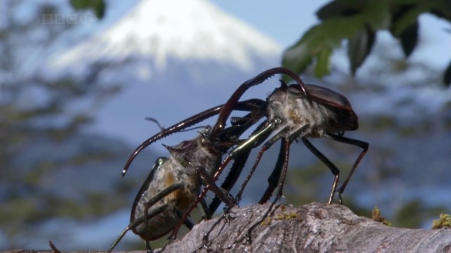 Bbc Hayat - Böcekler fotoğrafı